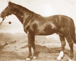 stallion Furioso VII-14 (Furioso, 1927, from Furioso VII)