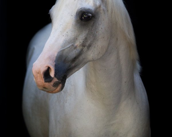 horse SAS Mufadji (Arabian thoroughbred, 2007, from Sas Zafeer ox)