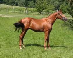 Pferd Emerald (Malopolska, 2018, von Talent Charboniere)