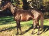 stallion Szoszruko xx (Thoroughbred, 1980, from Smaragd xx)