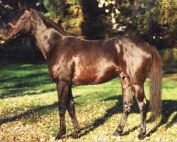 stallion Szoszruko xx (Thoroughbred, 1980, from Smaragd xx)