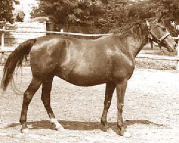 broodmare Daimio I-10 Árverő (Hungarian Warmblood, 1951, from 672 Daimio I-10)