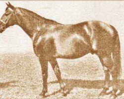 stallion North Star "A" XX (Furioso,  , from 488 North Star "A" XVII)