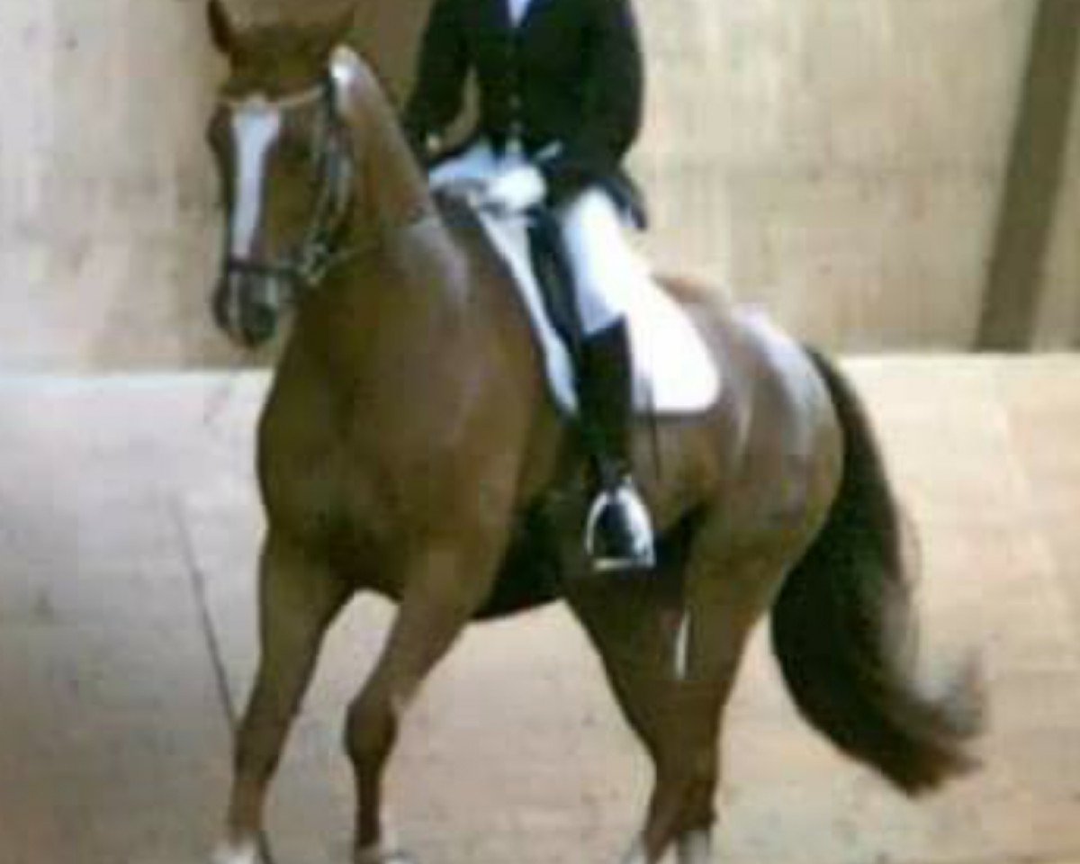 dressage horse Raphaela Moloka'i (Bavarian, 2003, from Rosso di Sera)