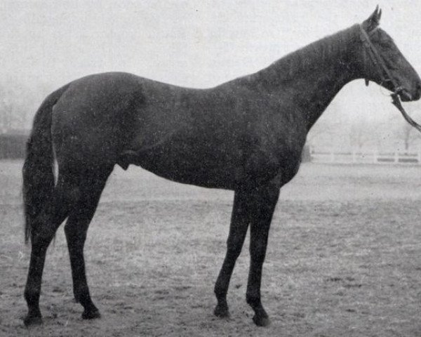 stallion Hadnagy xx (Thoroughbred, 1957, from Hasan xx)