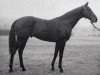 stallion Hadnagy xx (Thoroughbred, 1957, from Hasan xx)