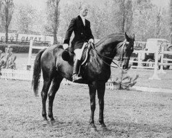 stallion Rahó xx (Thoroughbred, 1953, from Robert Endre xx)