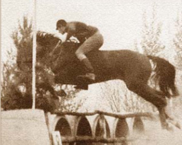 stallion Bekescsaba-24 (Kisber-Felver, 1960, from Rahó xx)