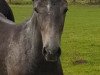 jumper Hollywood Rock H (Westphalian, 2017, from Hickstead White)