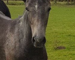 Springpferd Hollywood Rock H (Westfale, 2017, von Hickstead White)