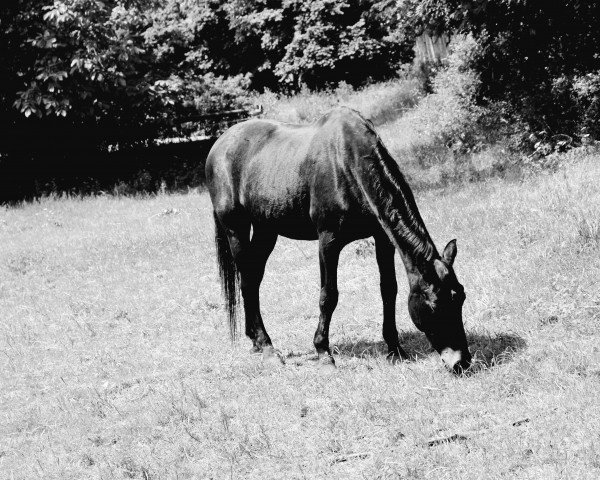 Dressurpferd Kessi (Oldenburger, 1994, von Feiner Stern)