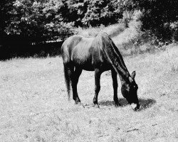 dressage horse Kessi (Oldenburg, 1994, from Feiner Stern)