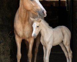 dressage horse Assenmachers Champagner (German Riding Pony, 2020, from Cosmopolitan NRW)