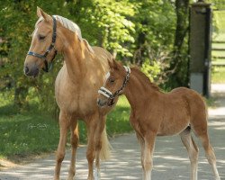 dressage horse Assenmachers Glückstaler (German Riding Pony, 2020, from Glück Auf A)