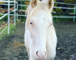 dressage horse Wasteins Daily Sunshine (German Riding Pony, 2019, from Desmond)