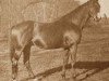 stallion Orwell xx (Thoroughbred, 1887, from Bend Or xx)