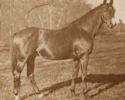 stallion Orwell xx (Thoroughbred, 1887, from Bend Or xx)