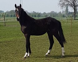 Pferd Barclay I.H. (Westfale, 2016, von Balou du Rouet)