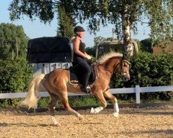 Dressurpferd Wotan (Haflinger, 2005, von Weinzauber (3,125% ox))