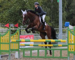 Springpferd Casanova vom Pferdeparadies CH (Schweizer Warmblut, 2010, von Comet A.S. FL.)