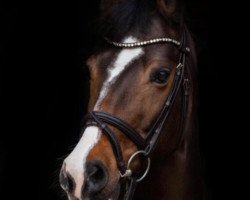 dressage horse Vincenc (German Riding Pony, 2012, from VIP 2)