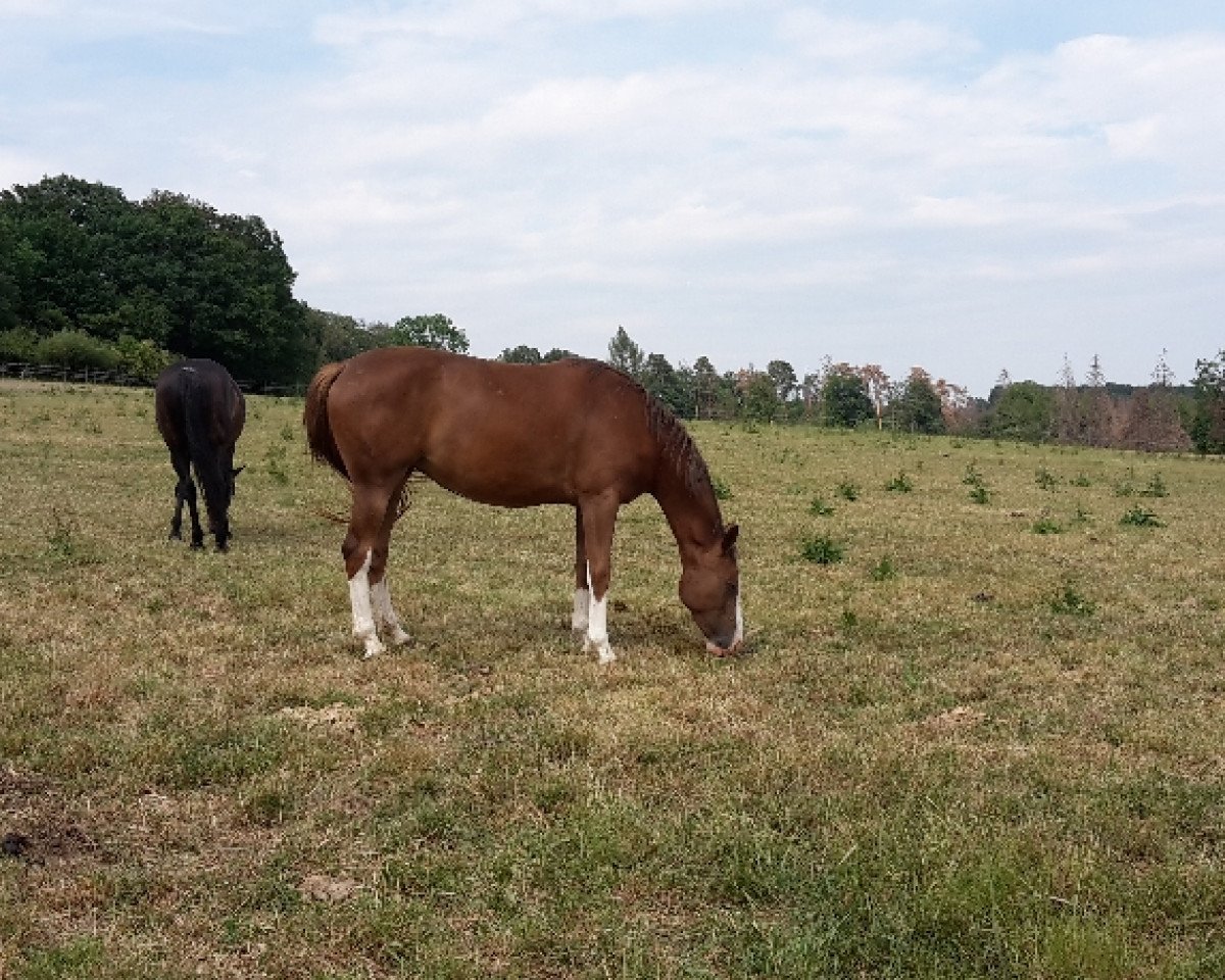 broodmare Diakkata (Hanoverian, 2017, from Diamant de Plaisir)