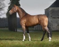 stallion Pilot de Hus (Oldenburg, 2005, from Pilot)