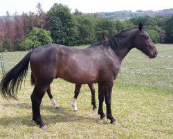 jumper Okkato (Hanoverian, 2018, from Ogano)