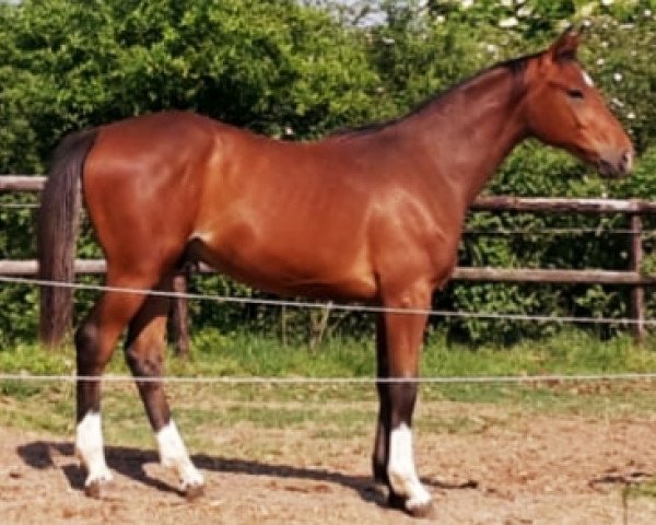 jumper Diakkato W (Hanoverian, 2019, from Diamant de Plaisir 178 FIN)