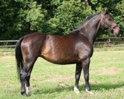 broodmare Saskia III (Holsteiner, 2002, from Contender)