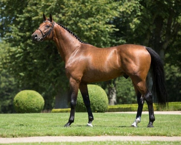 stallion Ulixe (Selle Français, 2008, from Contendro I)