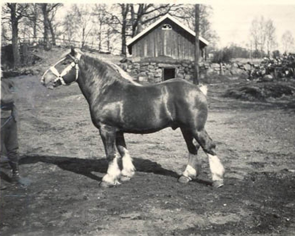 Deckhengst Faquin Du Kat (Belgischer Ardenner, 1932, von Avenir d'Herse)