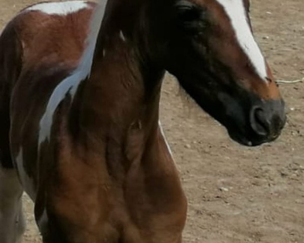 Pferd ALABAMA DE FINCA BARROCO (Barockpinto, 2020)