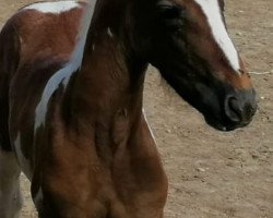 horse Alabama de Finca Barroco (Pinto, 2020)