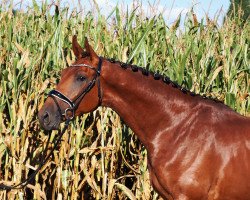 Springpferd Hanry (Hannoveraner, 2018, von Hanley)