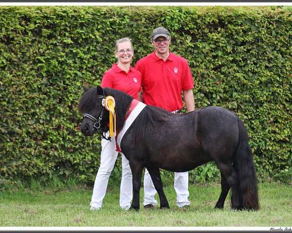 broodmare Amity vom Findling (Shetland Pony, 2017, from Baron of Shetlane)