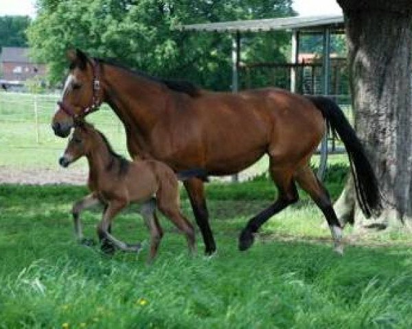 broodmare Annabell (Mecklenburg, 1995, from Acord II)