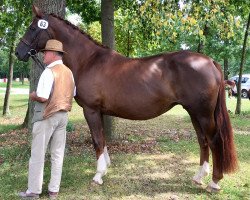 broodmare Genua (Hanoverian, 2004, from Galvano)