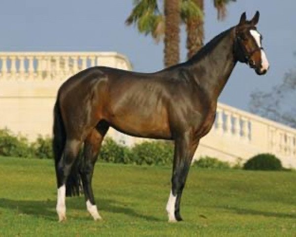 stallion Tambourghini (KWPN (Royal Dutch Sporthorse), 2000, from Guidam)