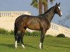 stallion Tambourghini (KWPN (Royal Dutch Sporthorse), 2000, from Guidam)