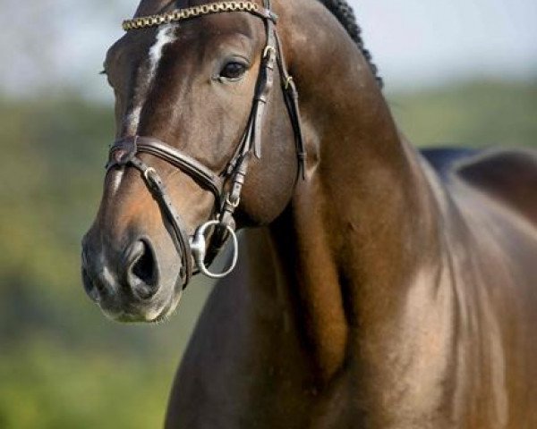 stallion Anibale de Hus (Selle Français, 2010, from Conrad de Hus)