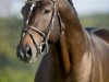 stallion Anibale de Hus (Selle Français, 2010, from Conrad de Hus)