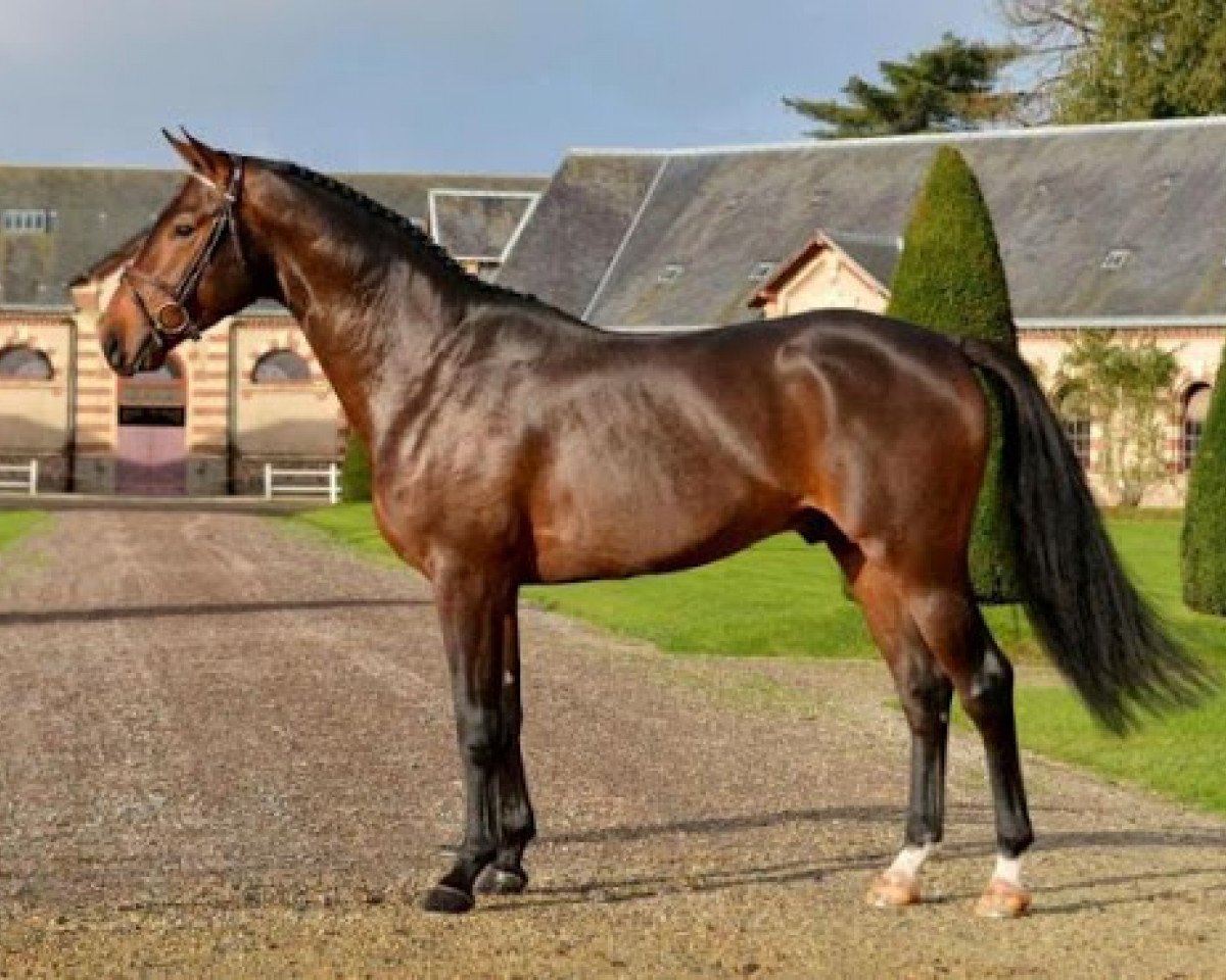 stallion Aristide de Hus (Selle Français, 2010, from Conrad de Hus)