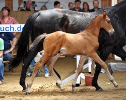 stallion Quattro (Bavarian, 2013, from Quintana Roo)