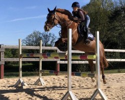 jumper Luna Estela (German Riding Pony, 2007, from Llwynymorfa Robin)