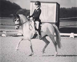 Pferd Bomgaardens Dooley (Dänisches Reitpony, 2011, von FS Don't Worry)