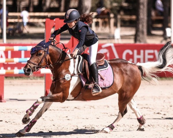 broodmare Sauterelle du Pech (French Pony, 2006, from Hangar)