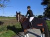 dressage horse Mother's Finest 4 (New Forest Pony, 2006, from Moderato II)