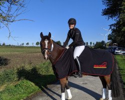 dressage horse Mother's Finest 4 (New Forest Pony, 2006, from Moderato II)