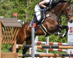 jumper Daisy 837 (Hanoverian, 2008, from Diamond Hit)